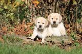 LABRADOR 288